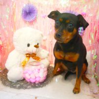 【本店】2019年2月2日のワンちゃん達♪