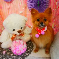 【本店】2019年2月3日のワンちゃん達♪