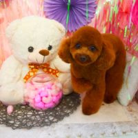 【本店】2019年2月4日のワンちゃん達♪