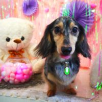 【本店】2019年2月6日のワンちゃん達♪