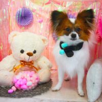 【本店】2019年2月7日のワンちゃん達♪