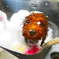 【本店】2019年2月8日のワンちゃん達♪