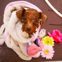 【本店】2019年2月9日のワンちゃん達♪