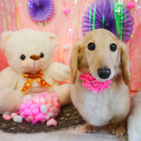 【本店】2019年2月10日のワンちゃん達♪