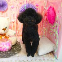 【本店】2019年2月11日のワンちゃん達♪