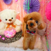 【本店】2019年2月13日のワンちゃん達♪