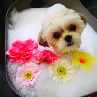 【本店】2019年2月14日のワンちゃん達♪