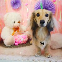 【本店】2019年2月15日のワンちゃん達♪