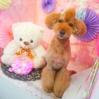 【本店】2019年2月16日のワンちゃん達♪