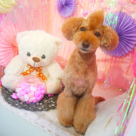 【本店】2019年2月16日のワンちゃん達♪