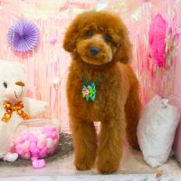 【本店】2019年2月17日のワンちゃん達♪