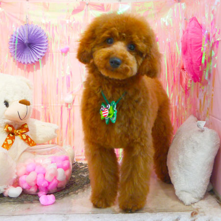 【本店】2019年2月17日のワンちゃん達♪