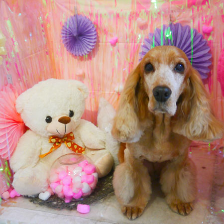 【本店】2019年2月18日のワンちゃん達♪