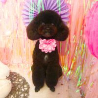 【本店】2019年2月20日のワンちゃん達♪