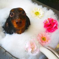 【本店】2019年2月22日のワンちゃん達♪