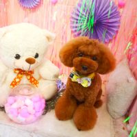 【本店】2019年2月23日のワンちゃん達♪