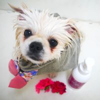 【本店】2019年2月24日のワンちゃん達♪