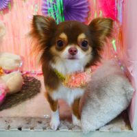 【本店】2019年2月25日のワンちゃん達♪