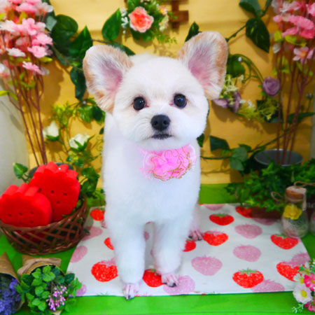 【本店】2019年2月27日のワンちゃん達♪