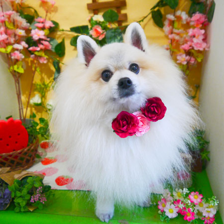 【本店】2019年2月28日のワンちゃん達♪