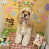 【本店】2019年4月1日のワンちゃん達♪