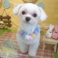 【本店】2019年4月6日のワンちゃん達♪