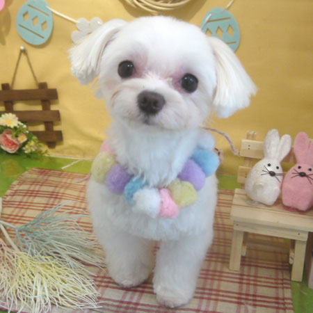 【本店】2019年4月6日のワンちゃん達♪