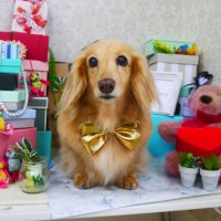 【山手店】2019年3月1日のワンちゃん達♪