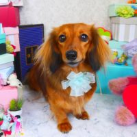 【山手店】2019年3月2日のワンちゃん達♪