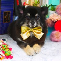 【山手店】2019年3月3日のワンちゃん達♪