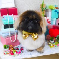 【山手店】2019年3月4日のワンちゃん達♪