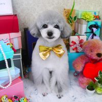 【山手店】2019年3月7日のワンちゃん達♪