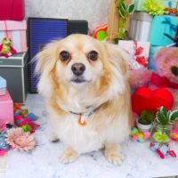 【山手店】2019年3月8日のワンちゃん達♪