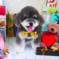 【山手店】2019年3月9日のワンちゃん達♪