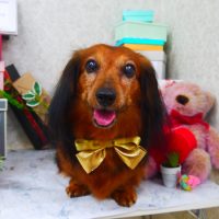 【山手店】2019年3月10日のワンちゃん達♪