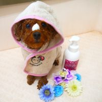 【山手店】2019年3月11日のワンちゃん達♪