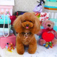 【山手店】2019年3月13日のワンちゃん達♪