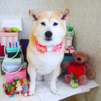 【山手店】2019年3月14日のワンちゃん達♪