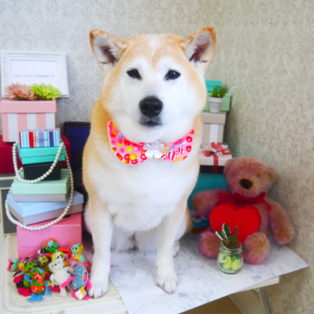 【山手店】2019年3月14日のワンちゃん達♪