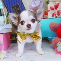 【山手店】2019年3月15日のワンちゃん達♪