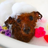 【山手店】2019年3月16日のワンちゃん達♪