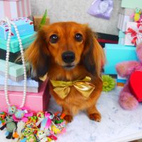 【山手店】2019年3月17日のワンちゃん達♪