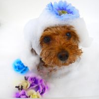 【山手店】2019年3月18日のワンちゃん達♪