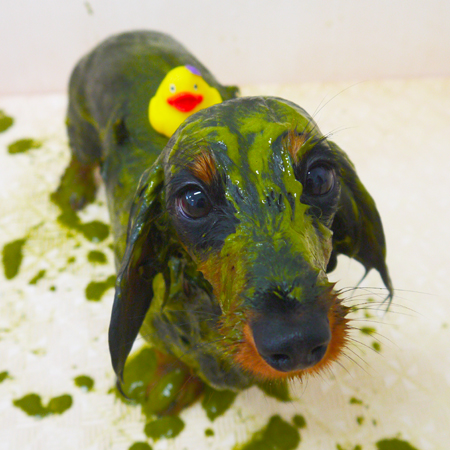 【山手店】2019年3月22日のワンちゃん達♪