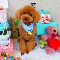 【山手店】2019年3月23日のワンちゃん達♪