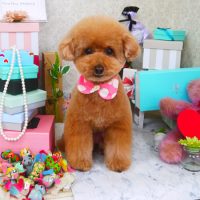 【山手店】2019年3月24日のワンちゃん達♪