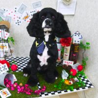 【山手店】2019年3月25日のワンちゃん達♪