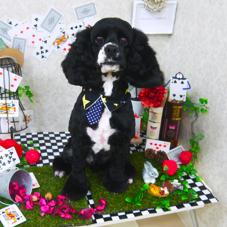 【山手店】2019年3月25日のワンちゃん達♪