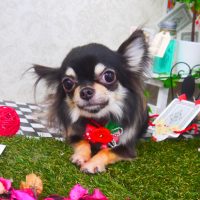 【山手店】2019年3月27日のワンちゃん達♪