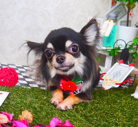 【山手店】2019年3月27日のワンちゃん達♪